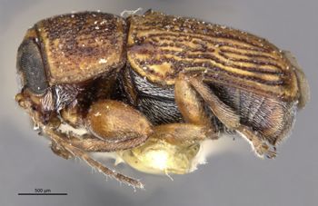 Media type: image;   Entomology 24943 Aspect: habitus lateral view